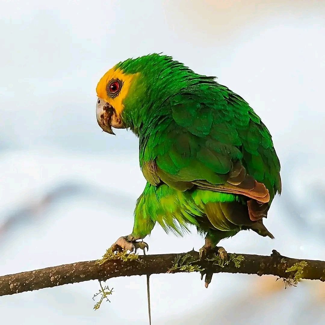 Ethiopian coffee plantation tour combined with bird watching